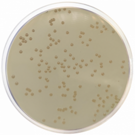 Medio Haemophilus Test