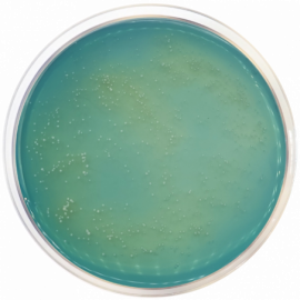 Brettanomyces Agar
