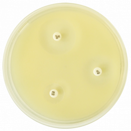Agar Mueller Hinton