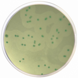 Base de Agar Cromogénico para Listeria de Acuerdo a Ottaviani y Agosti (ALOA) ISO