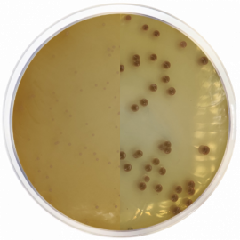 Chromogenic Agar Burkholderia Cepacia