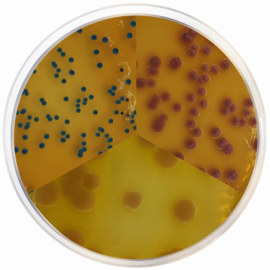 PEC Chromogenic Agar