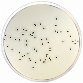 Base de Agar Baird Parker ISO