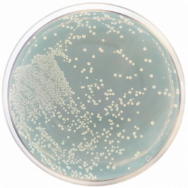 Reinforced Clostridial Agar