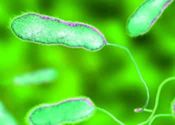 Traditional vs. rapid method. Friends or a foes for the control of Legionella? 