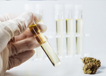 Microorganisms hidden in cannabis