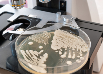 Candida: commensal organism and emerging multidrug-resistant pathogen 